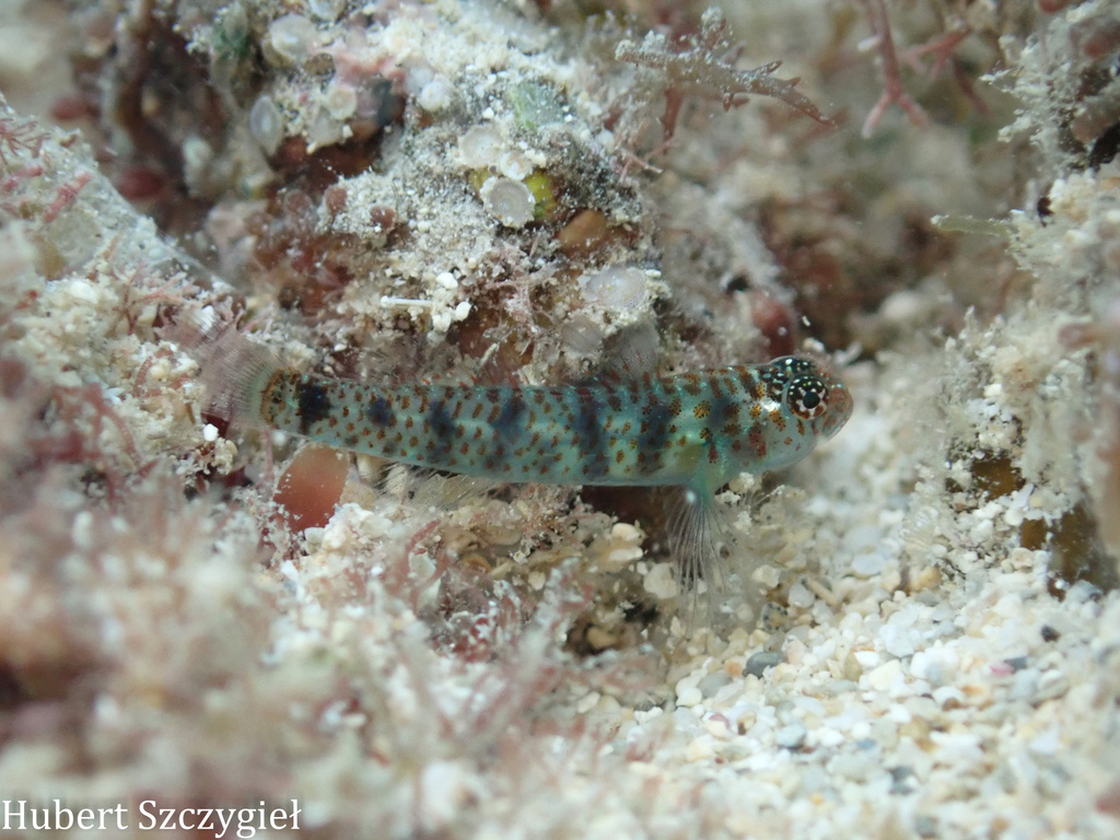 Divine Dwarf Goby
