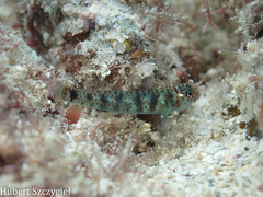 Divine Dwarf Goby photo 1