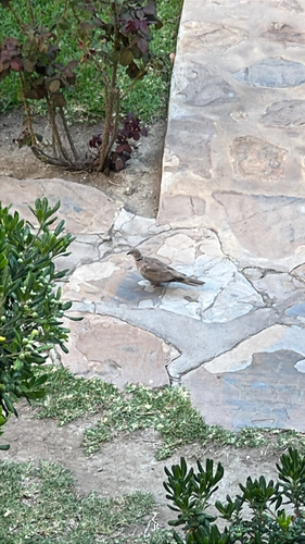Eurasian Collared-Dove