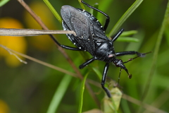 Apiomerus longispinis