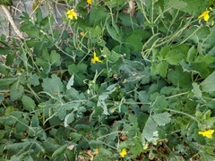 Chelidonium majus