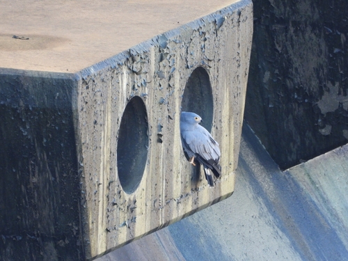 East African Harrier-Hawk