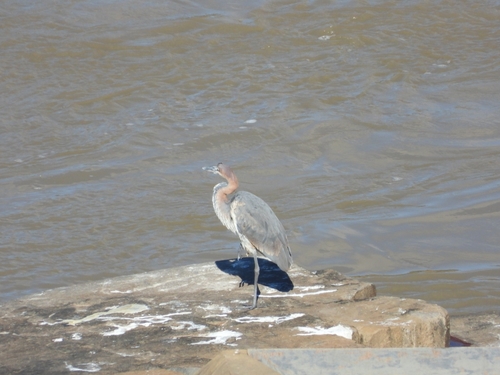 Goliath Heron