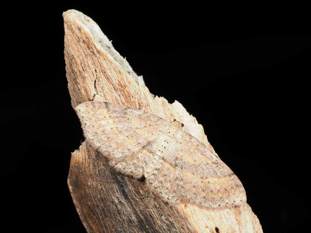 Hydrelia arizana