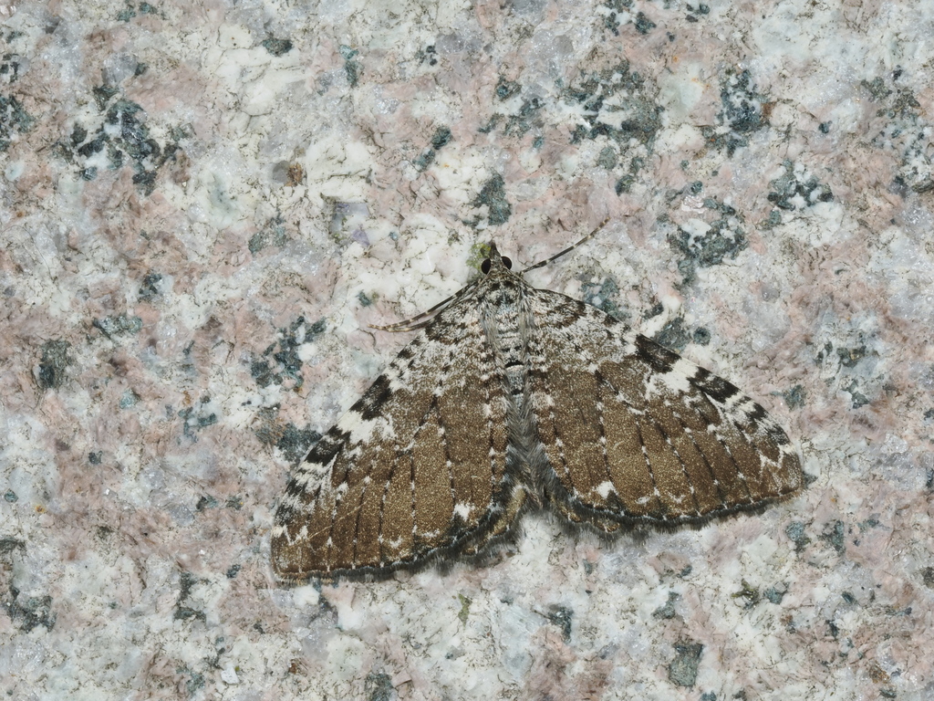 Rheumaptera albofasciata