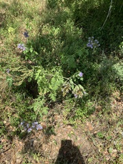 Phacelia congesta