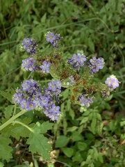 Phacelia congesta