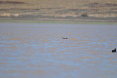 iNaturalist image