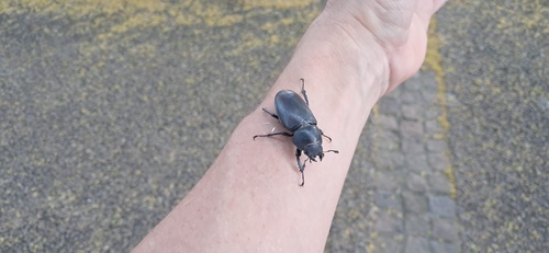European Stag Beetle
