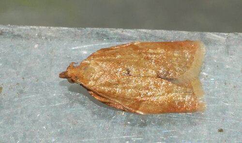 Privet Tortrix, Ede, Gelderland, Netherlands, photo 7 of 10