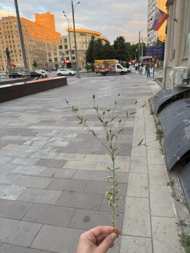 Наблюдение на iNaturalist