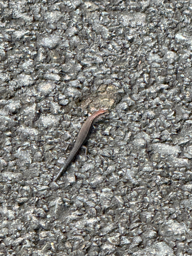 Lampropholis delicata observed 2026-06-29