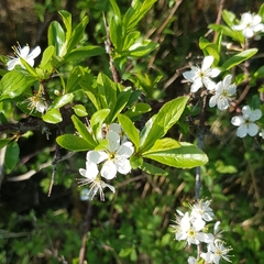 Prunus spinosa