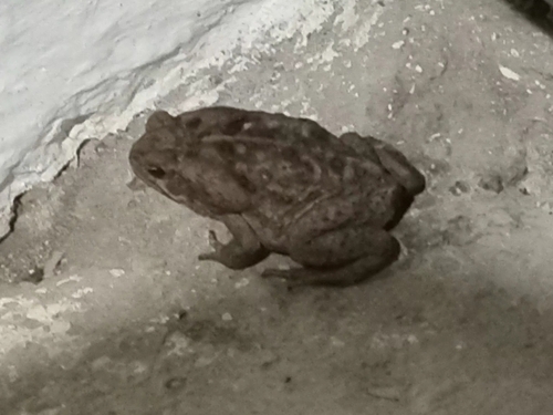 Giant Toad