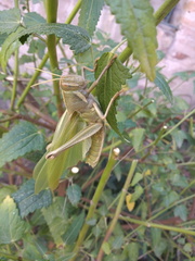 Schistocerca flavofasciata