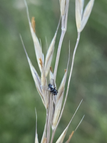 iNaturalist observation photo of Brachyceran Flies
