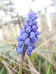 Muscari botryoides