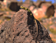 Liolaemus gununakuna