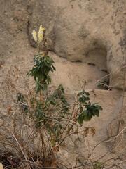 (c) Daniel Cahen, some rights reserved (CC BY) Antirrhinum latifolium, photograph (c) Daniel Cahen, some rights reserved (CC BY)