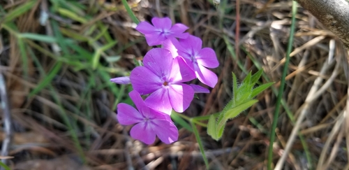 Phlox amoena ssp. amoena
