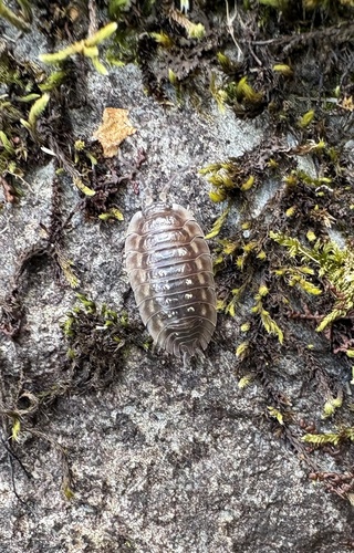 Common Shiny Woodlouse
