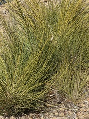 Carmichaelia australis