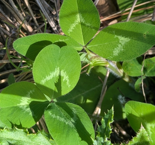 Red Clover
