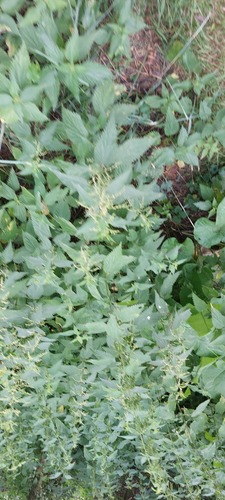 great stinging nettle