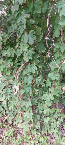 common hops