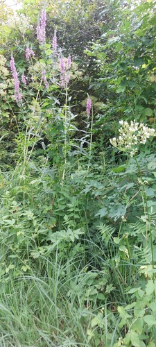 purple loosestrife