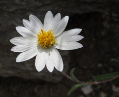 Layia glandulosa