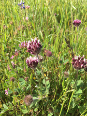 Trifolium dichotomum