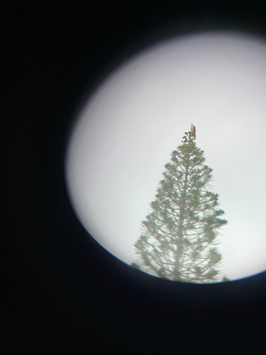 Buteo solitarius observed 2026-06-26