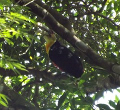 Ramphastos dicolorus