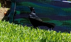 Quiscalus major