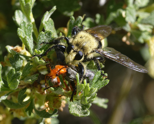 iNaturalist observation photo of Podabrini