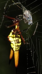 Micrathena brevipes