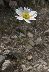 Layia glandulosa