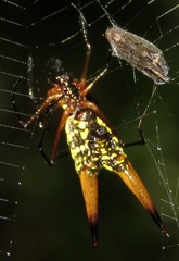 Micrathena brevipes