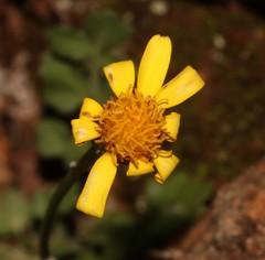 Bolandia pedunculosa