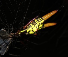 Micrathena brevipes