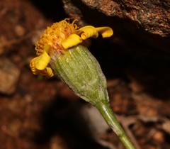 Bolandia pedunculosa