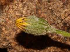 Bolandia pedunculosa