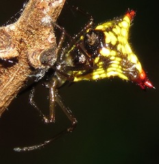 Micrathena duodecimspinosa