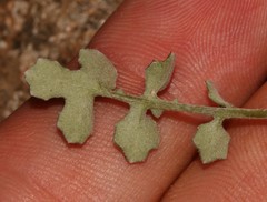 Bolandia pedunculosa