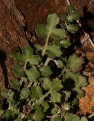Bolandia pedunculosa