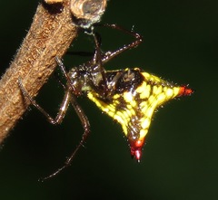 Micrathena duodecimspinosa