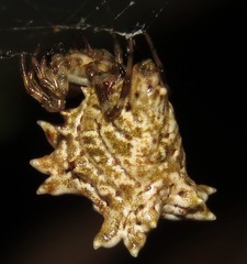 Micrathena horrida