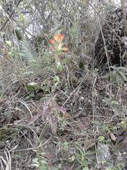 Castilleja scorzonerifolia