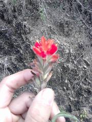 Castilleja scorzonerifolia